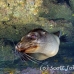 lion_sea_galapagos_cou_h_0124_ecu1217.jpg